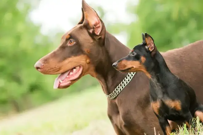 Doberman Pinscher Facts