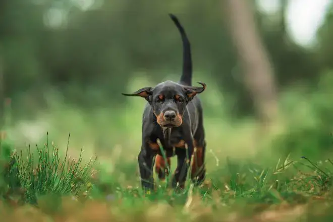 Doberman Pinscher Facts