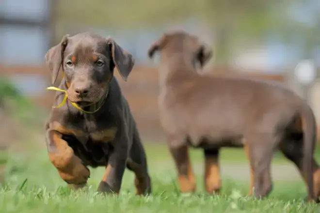 Doberman Pinscher Facts