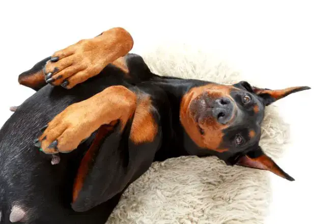 Doberman Pinscher Facts