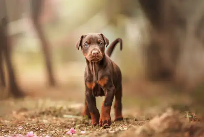 Doberman Pinscher Facts