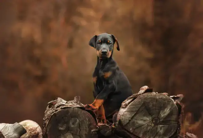 Doberman Pinscher Facts