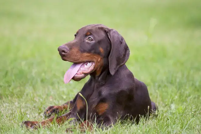 Doberman Pinscher Facts