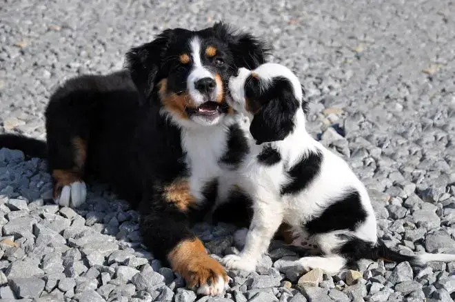 Big Dog with Little Puppy