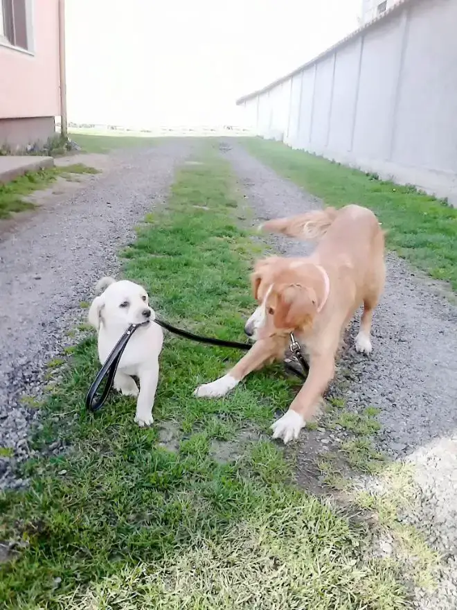 Big Dog with Little Puppy