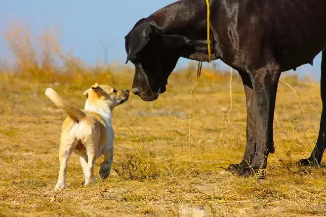 Big Dog with Little Puppy