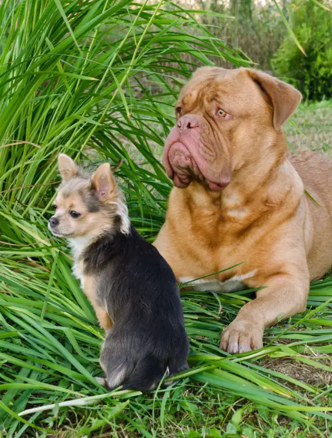 Big Dog with Little Puppy