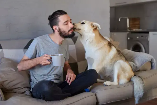 Dog coffee