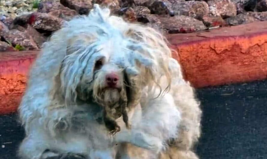 Rescuers take in severely matted stray dog, one of “worst cases” they’ve seen — he looks completely different after makeover