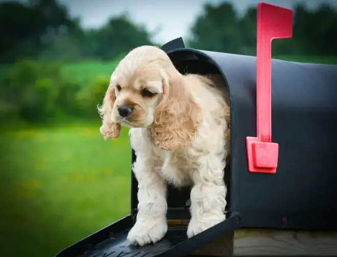 Dog Mailman