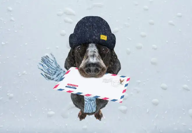 Dog Mailman