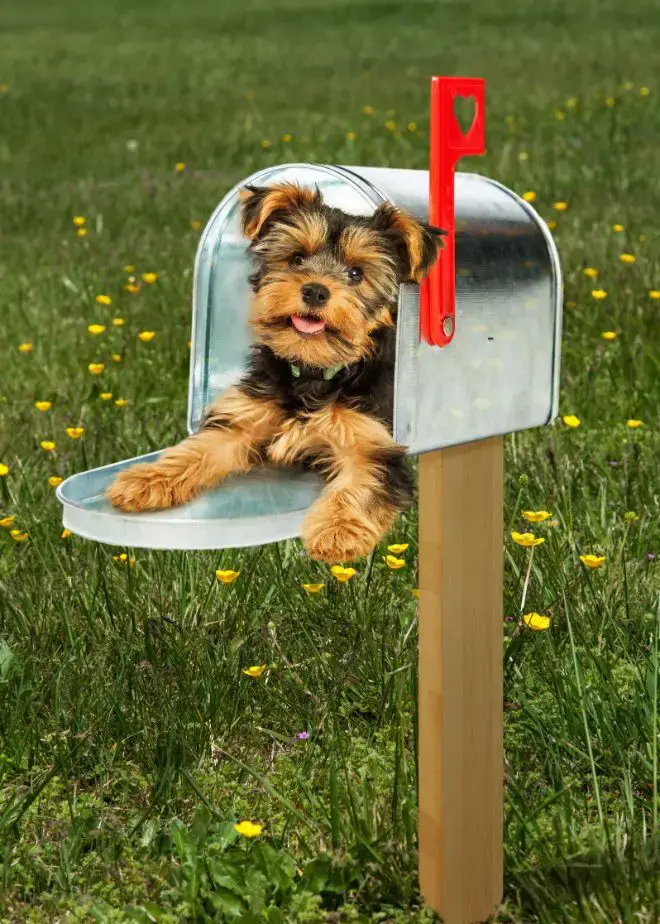 Dog Mailman