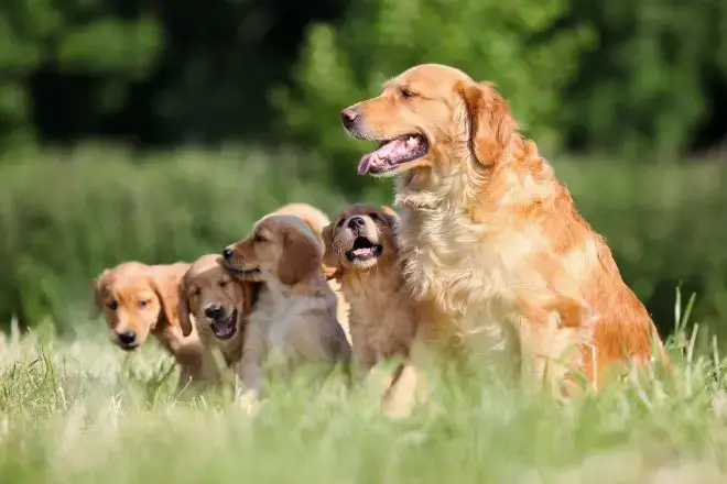 Golden Retriever Facts