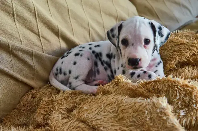 Dalmatian Puppy