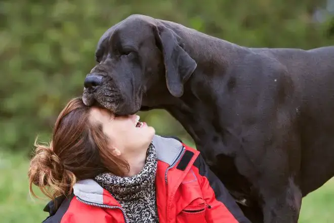 Jealous Great Dane