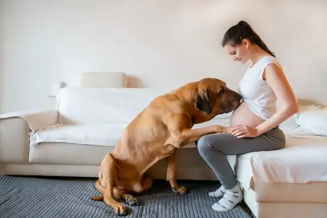 Dog with Pregnant Human