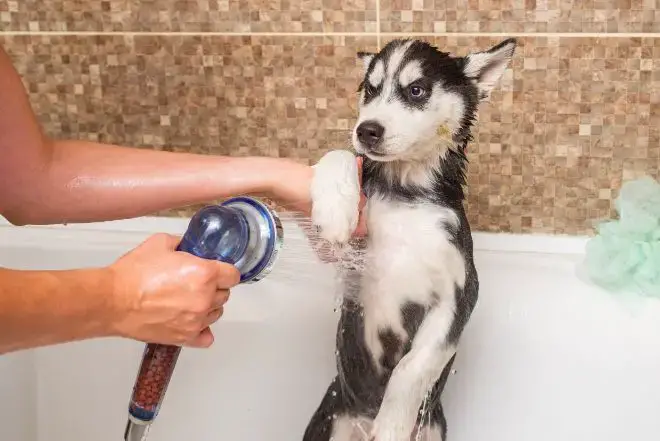 husky bath