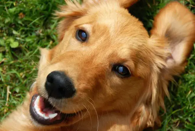 dogs showing their teeth