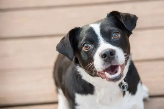 dogs showing their teeth