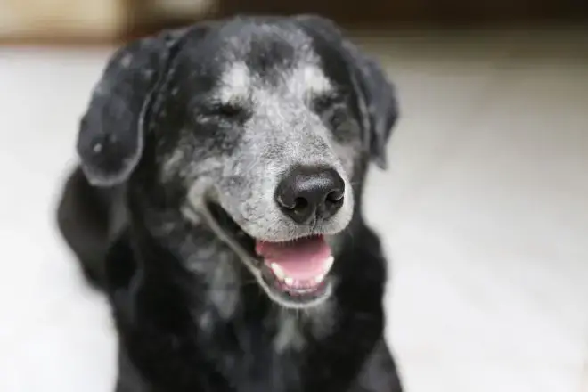 dogs showing their teeth