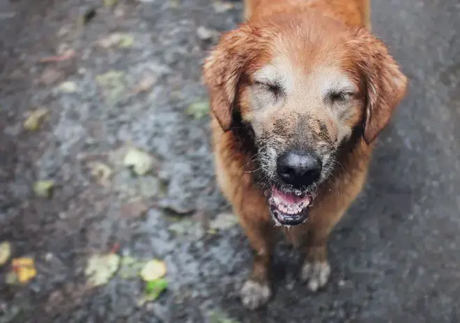 dogs showing their teeth