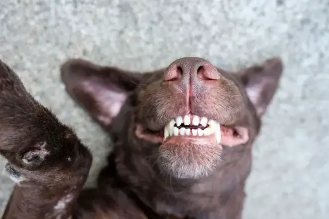 dogs showing their teeth