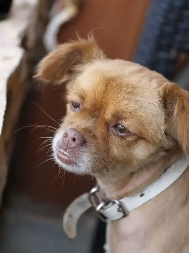 dogs showing their teeth