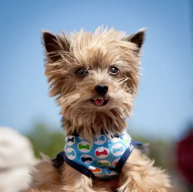 dogs showing their teeth