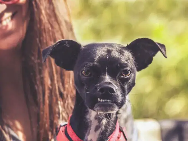 dogs showing their teeth