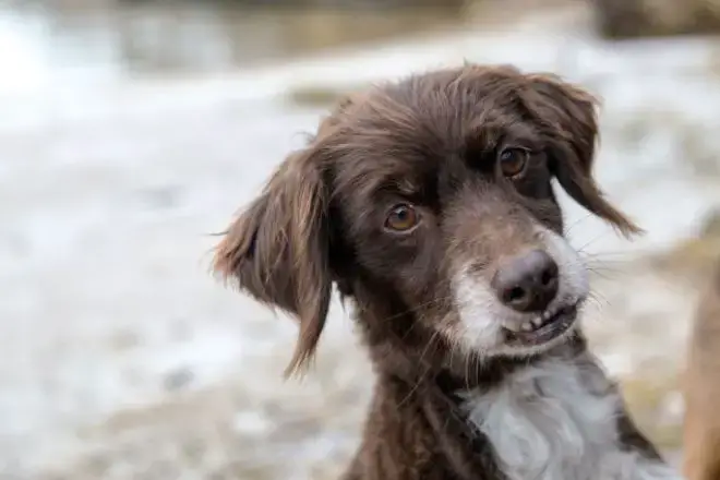 dogs showing their teeth