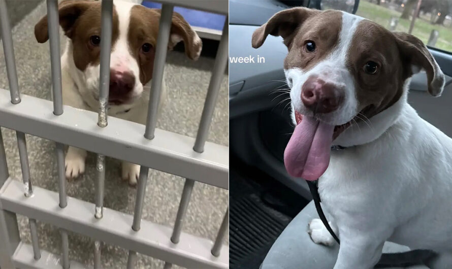 Dog was shelter’s longest resident, but couple takes one look and knows he’s the one