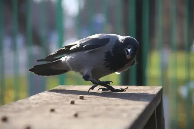 Dog and Crow