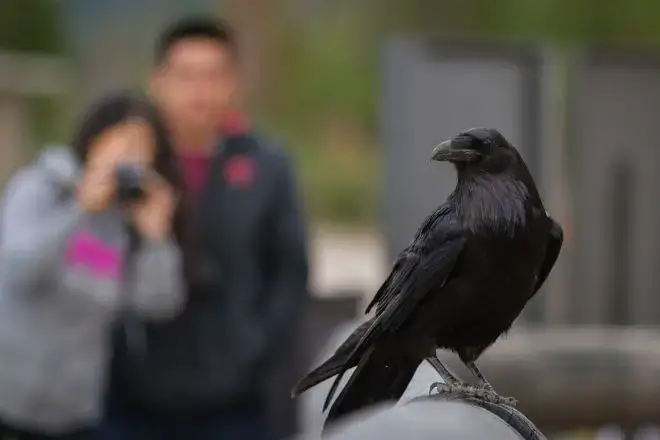 Dogs and Crows