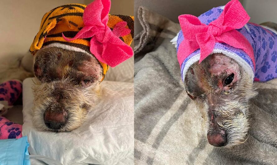 Dog was severely injured after someone set her on fire — now making a recovery thanks to rescue