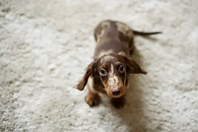 Miniature Dachshund