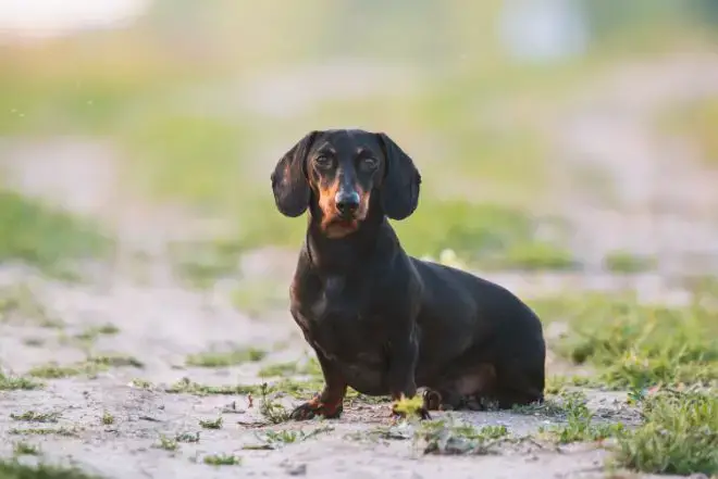 Miniature Dachshund