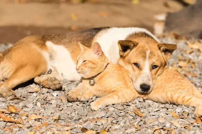 Dog and Cat