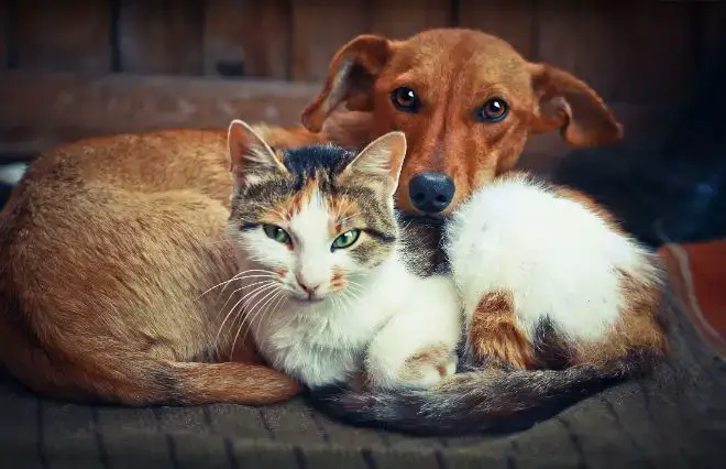 Dog and Cat