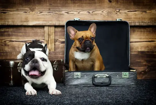 french bulldog and bulldog