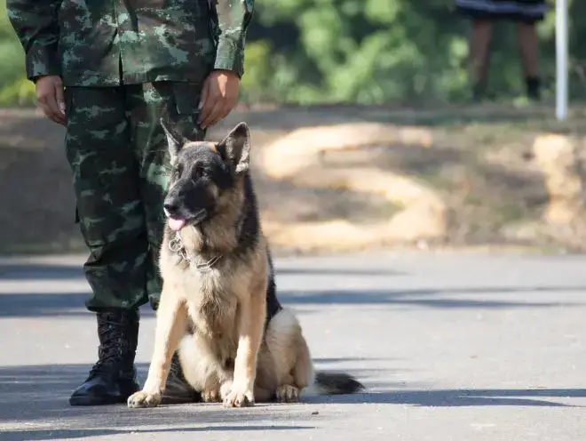 Dogs with military Dads