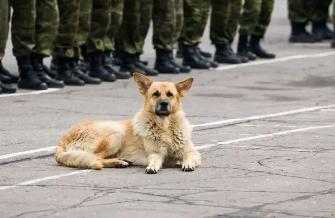 Dogs with military Dads