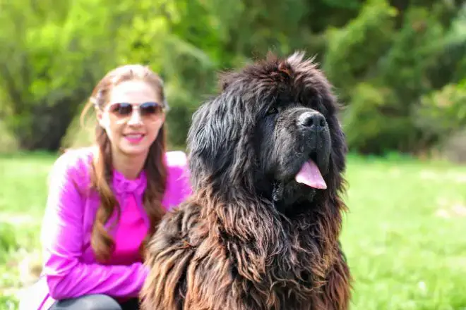 Newfoundland Dog