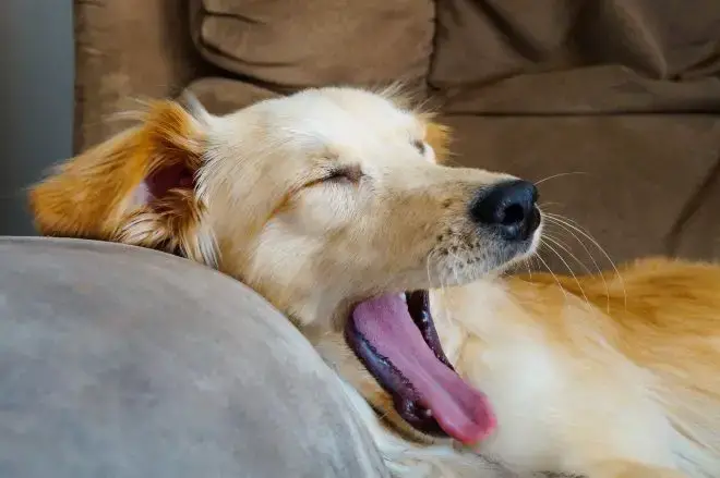 Dog Waking Up