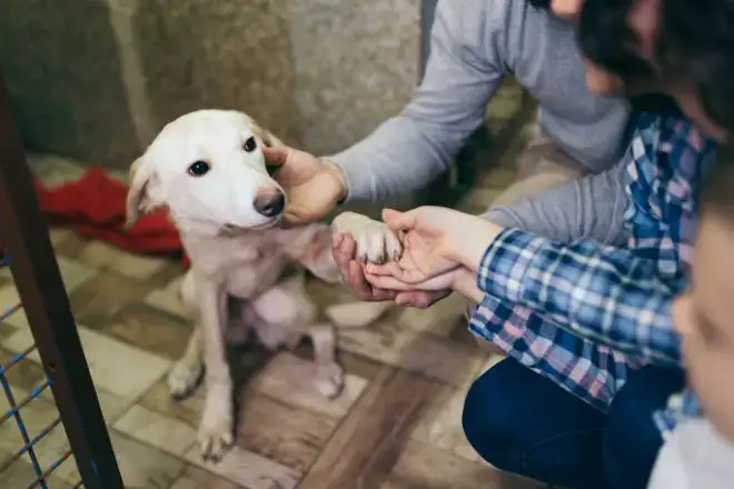 Empathetic Dog