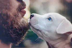 dog on beard