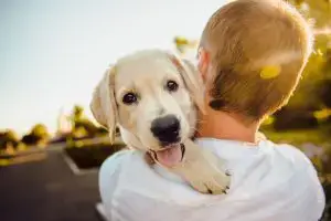 golden labrador