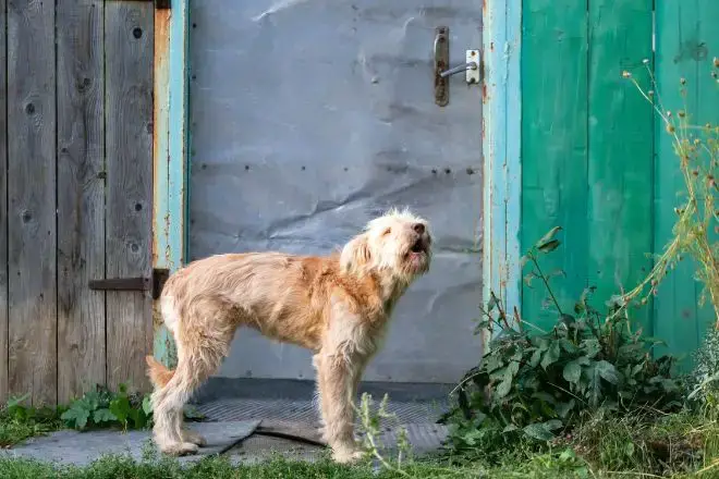 dog barking by door