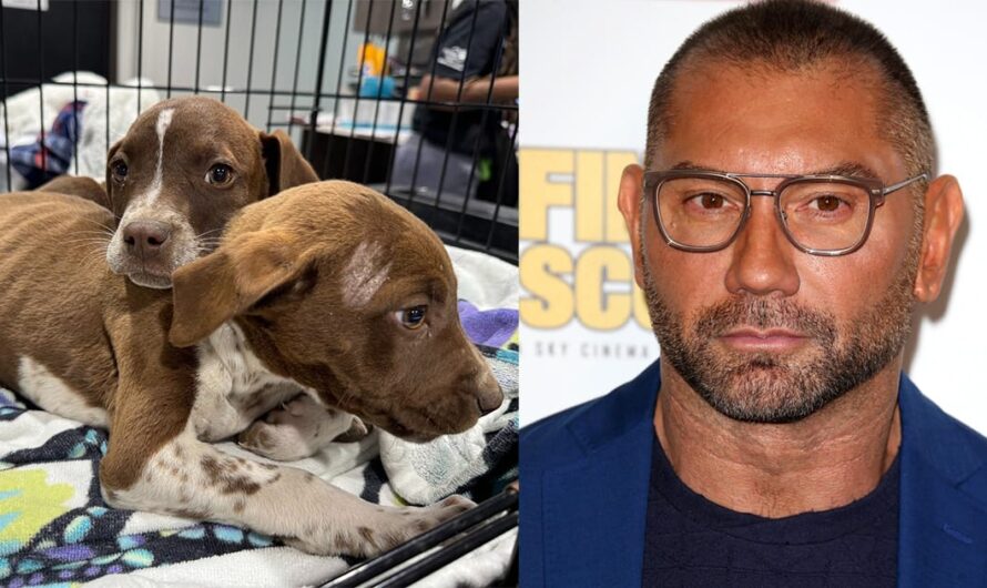 After three puppies were cruelly thrown from car, Dave Bautista makes offer to help find culprit