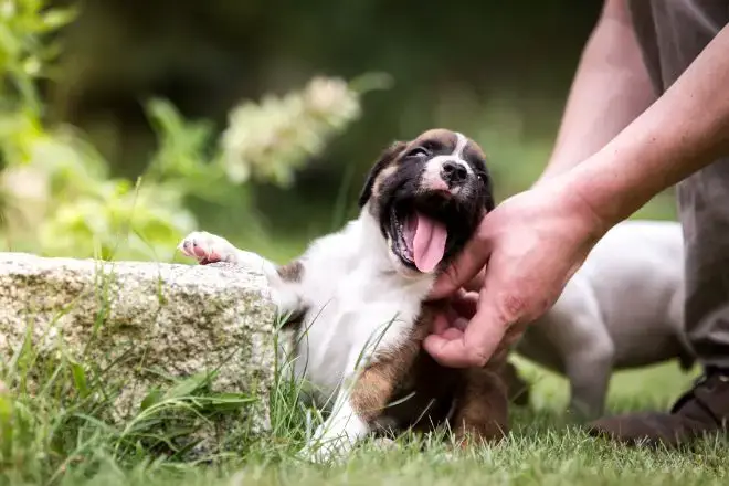 Boxer Dog Facts