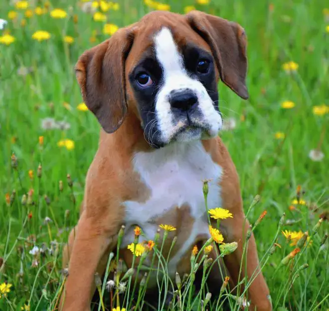 Boxer Dog Facts